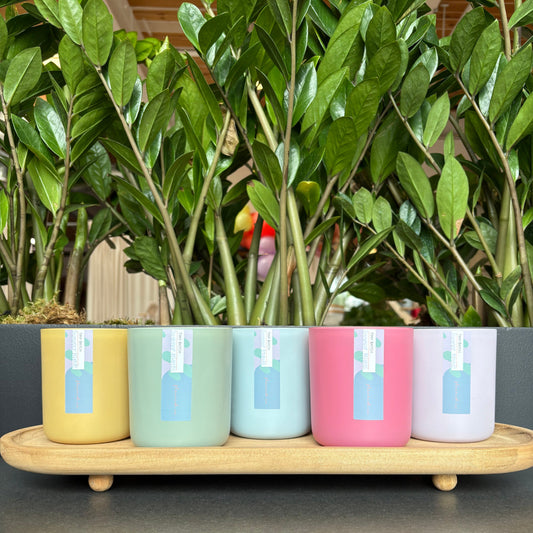 Pure Soy Tiny Batch Candle | Summer Nights | 15 oz Double Wick